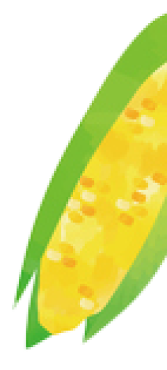 とうもろこしのイラスト